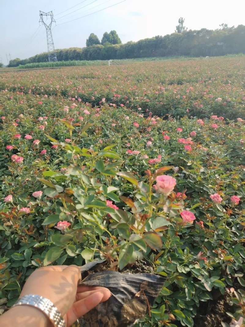 16杯月季大量供应中，基地直发，全国发货，诚信经营