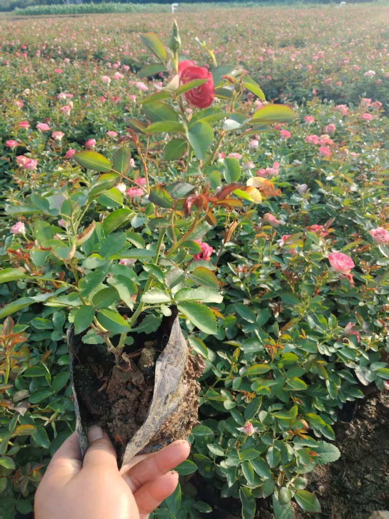 16杯月季大量供应中，基地直发，全国发货，诚信经营