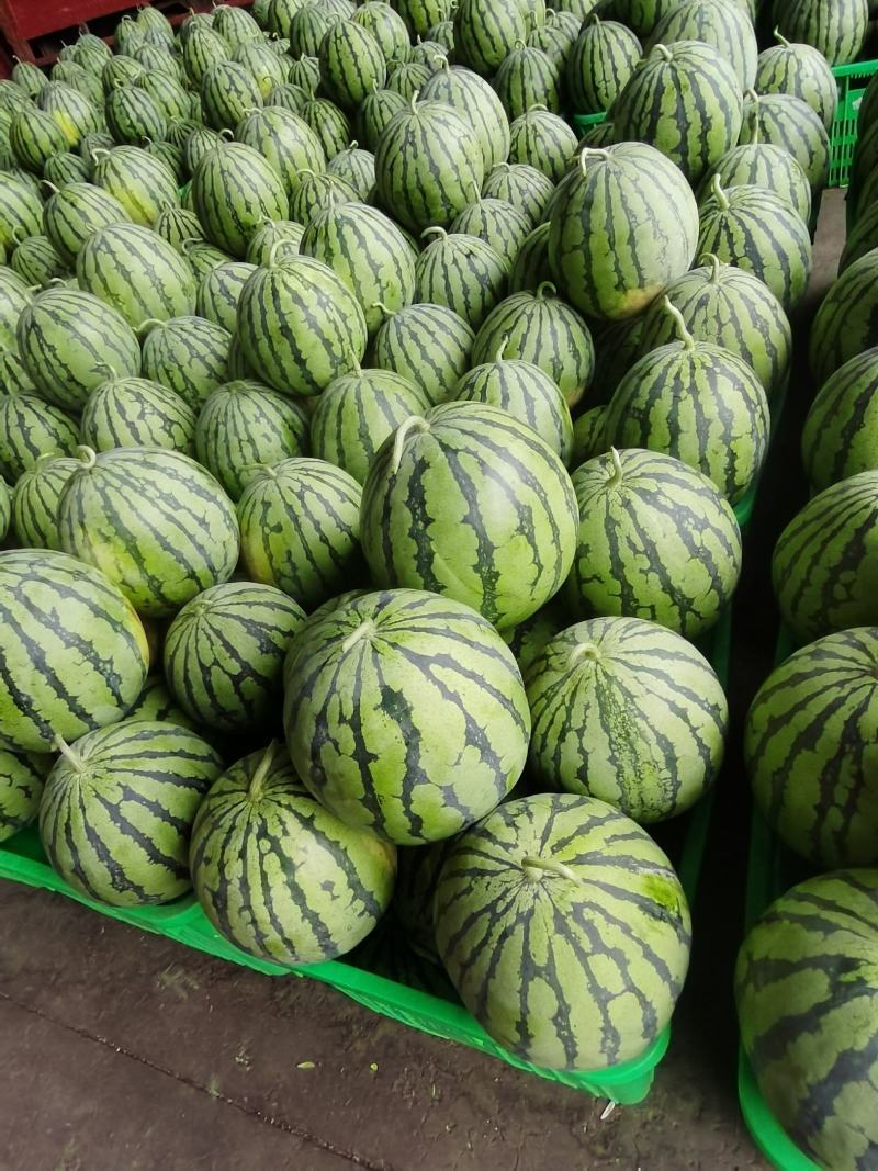 陕西美都西瓜大量上市中对接市场档口量大从优规格齐全品质好