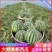 美都西瓜产地直发量大从优规格齐全品质好欢迎来电咨询订购