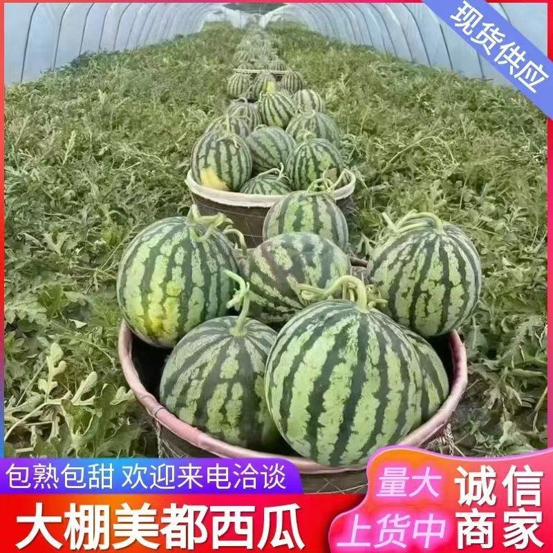 美都西瓜产地直发量大从优规格齐全品质好欢迎来电咨询订购
