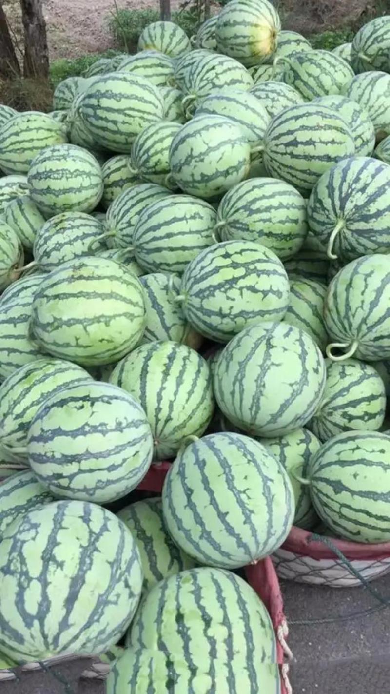 美都西瓜产地直发量大从优规格齐全品质好欢迎来电咨询订购