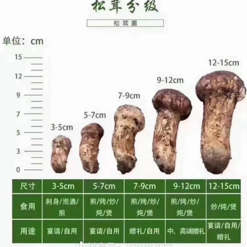 松茸