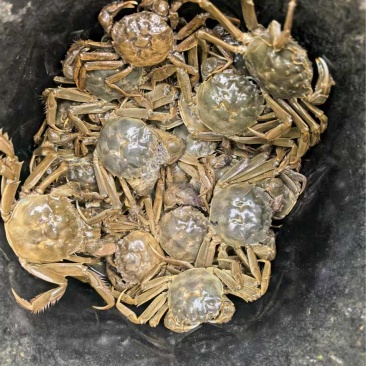 盘锦河蟹