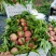 山东大红桃仓方早生大红桃半斤起步产地，现摘代收代发货全园
