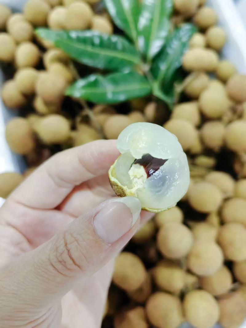 广东高州根子产地自产自销石硖龙眼，当天采摘当天发货