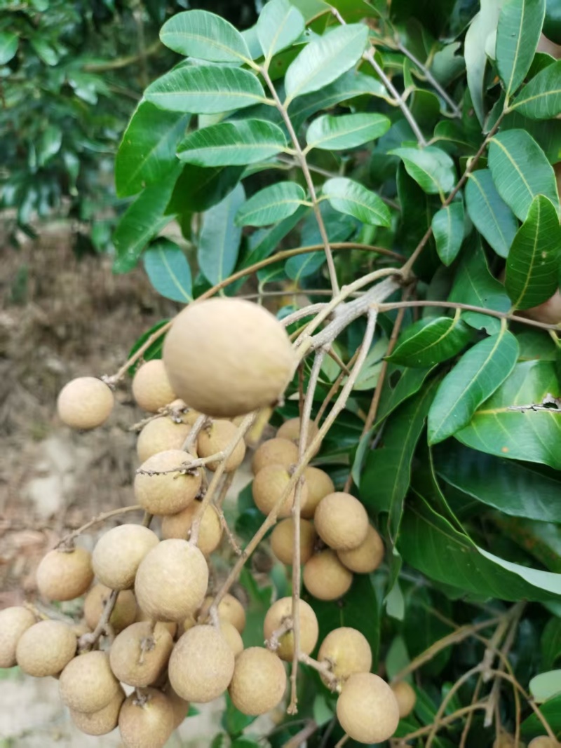 广东高州根子产地自产自销石硖龙眼，当天采摘当天发货