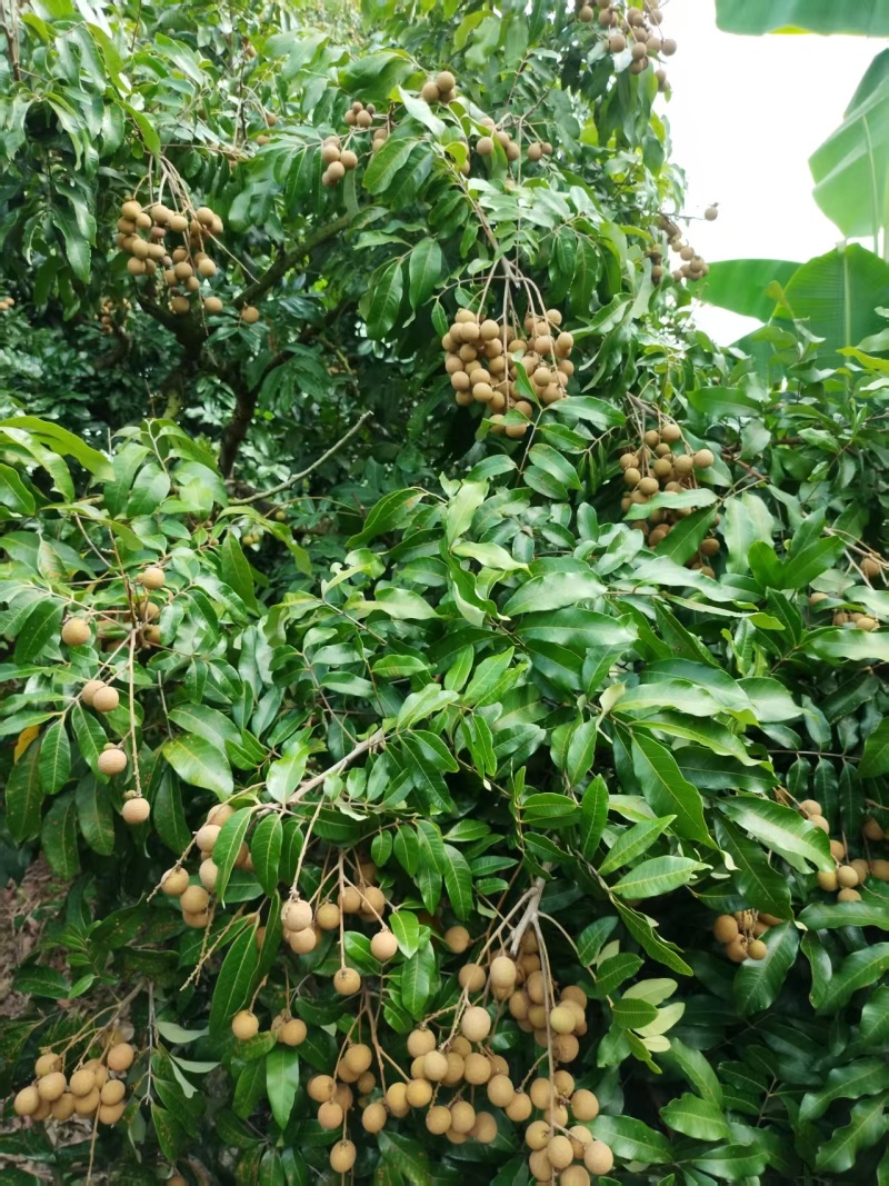 广东高州根子产地自产自销石硖龙眼，当天采摘当天发货