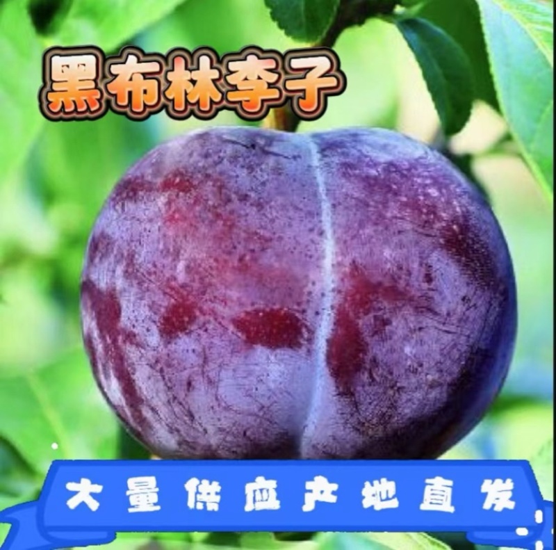 黑布林李子，产地直供，整车代发，一件代发，批发大量供货