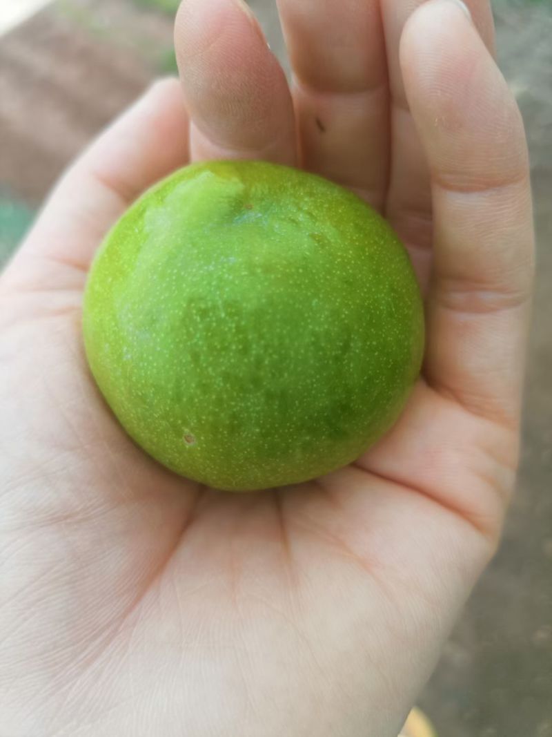 好吃嘎嘣脆
