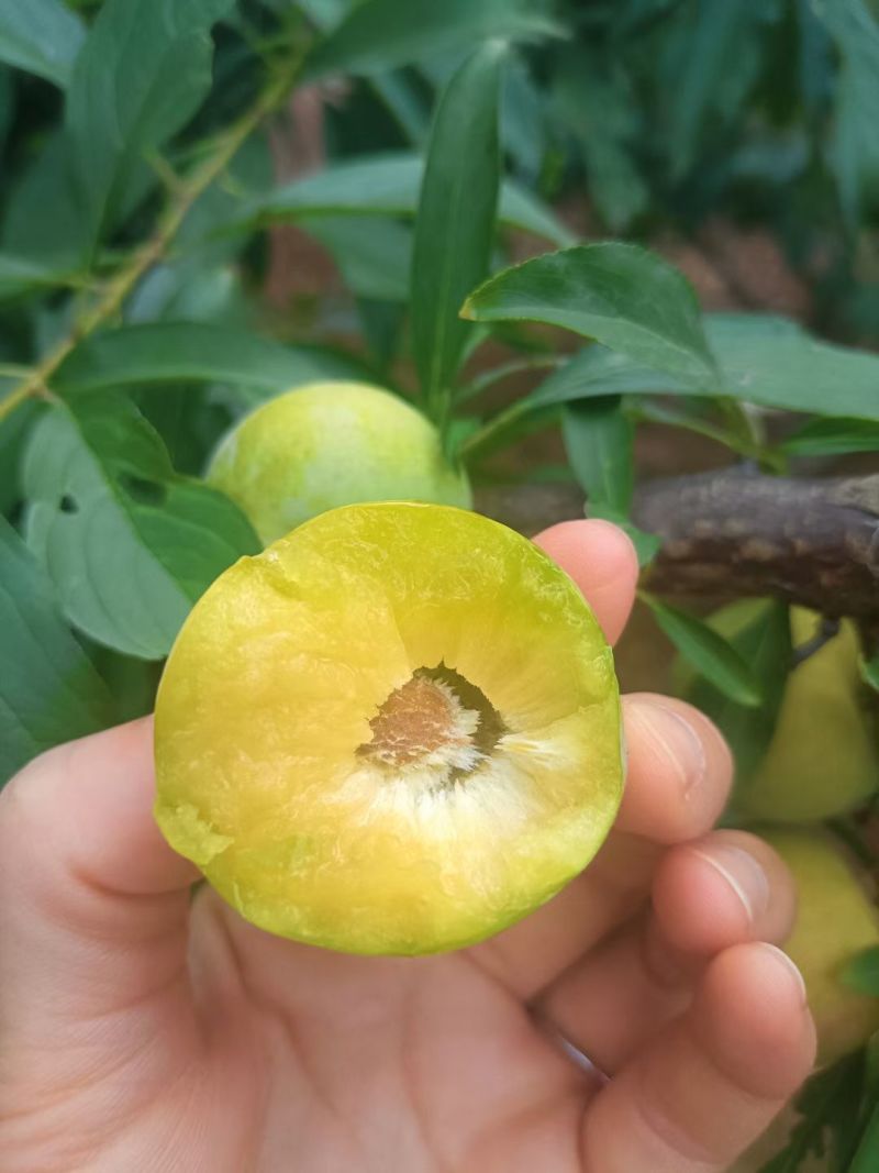 好吃嘎嘣脆