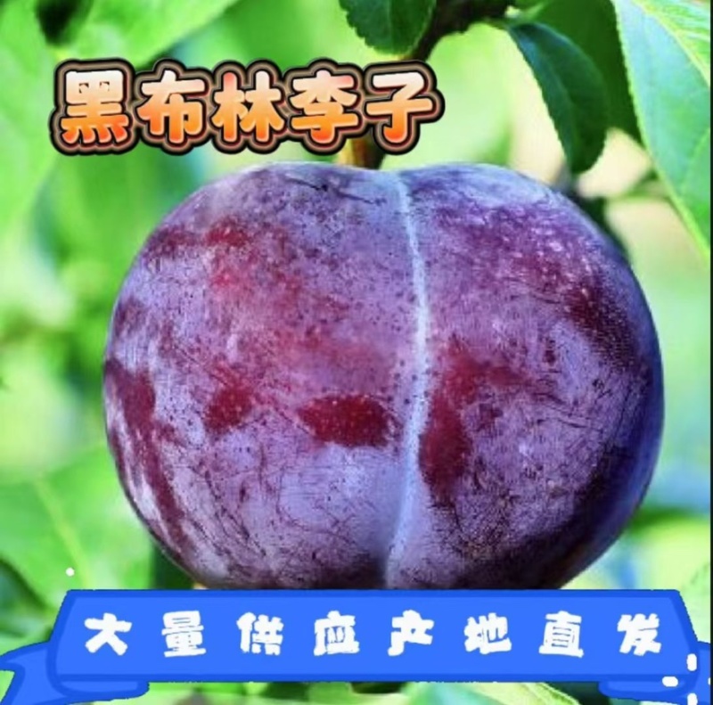 【黑李子黑布林、黑巨李】产地直供，支持电商，一件代发大量