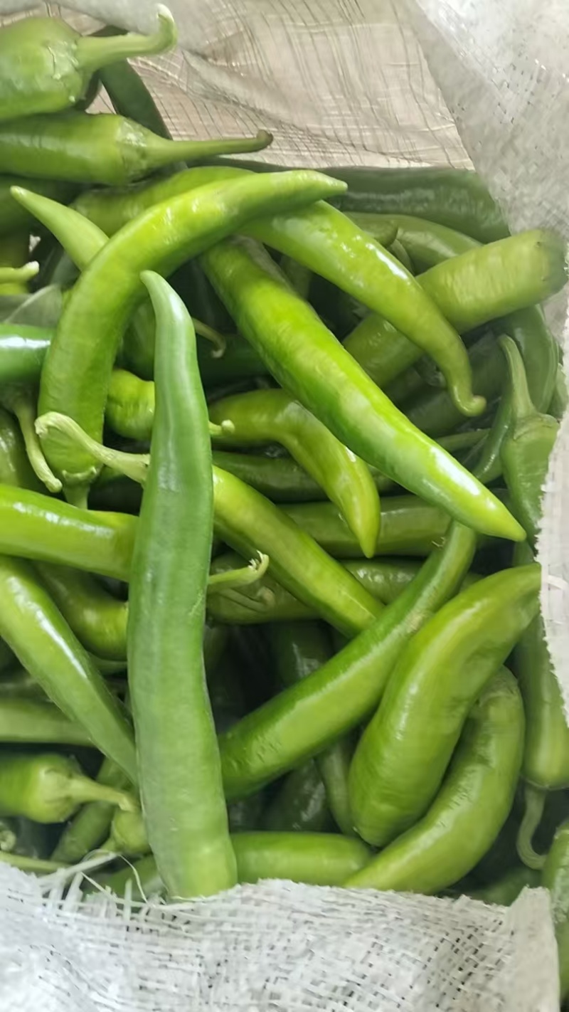 大量杭椒供应，产地直发，量大从优
