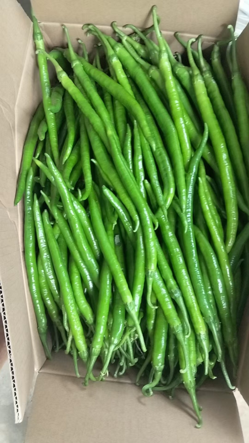 大量杭椒供应，产地直发，量大从优