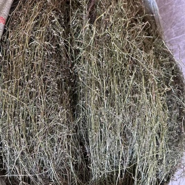 白花蛇舌草.地里野生