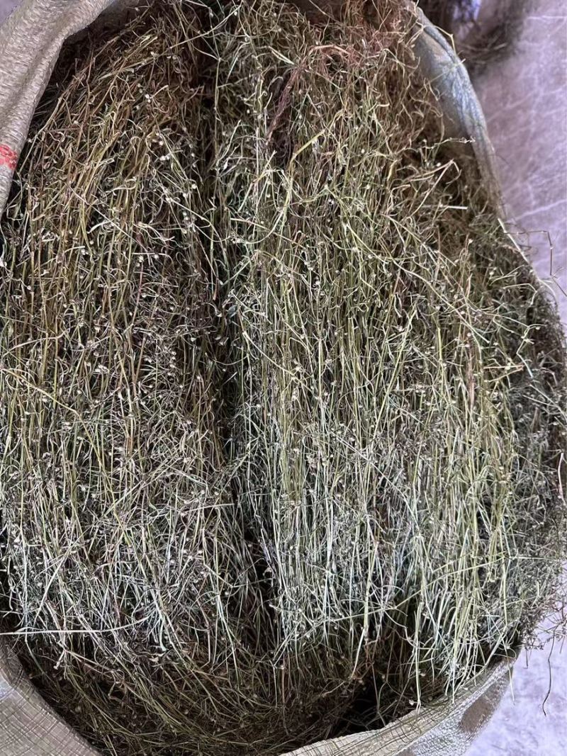 白花蛇舌草.地里野生