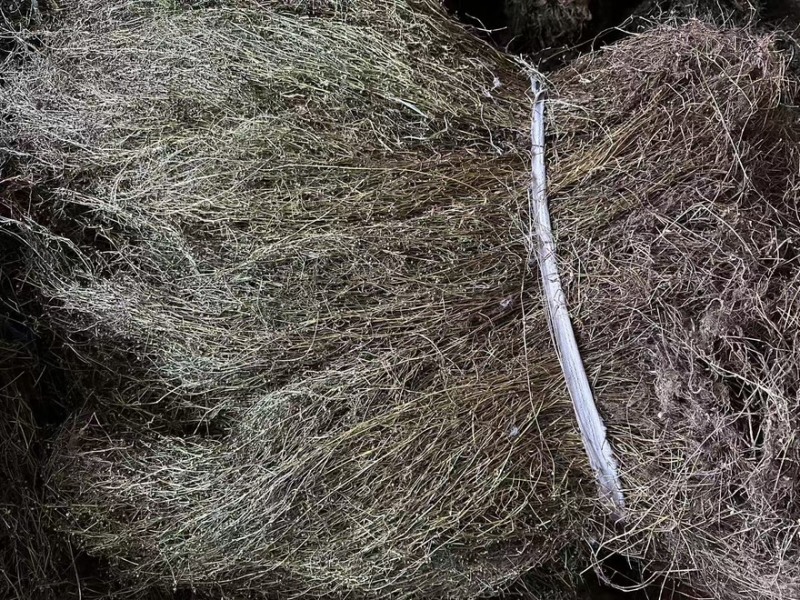 白花蛇舌草.地里野生