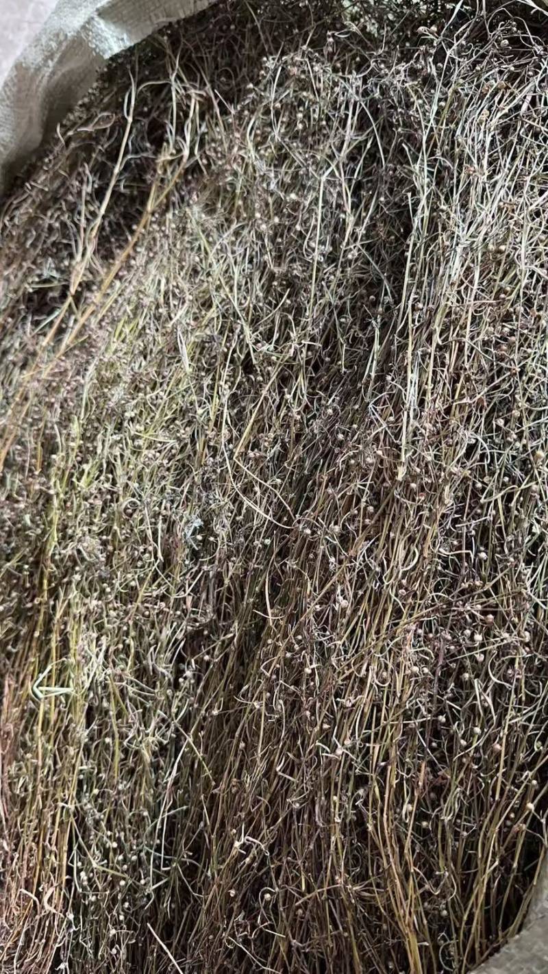 白花蛇舌草.地里野生