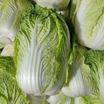 申荣菜王大白菜种子高产抗病品质好耐贮存秋白菜种籽