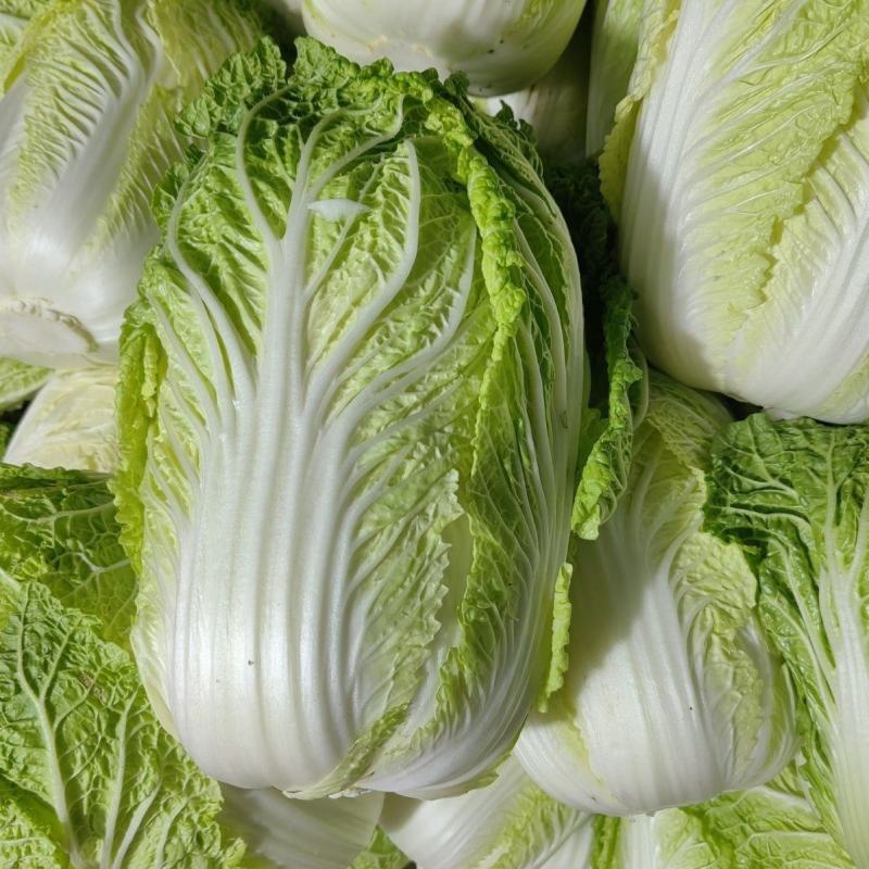 申荣菜王大白菜种子高产抗病品质好耐贮存秋白菜种籽
