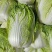 申荣菜王大白菜种子高产抗病品质好耐贮存秋白菜种籽