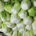 申荣菜王大白菜种子高产抗病品质好耐贮存秋白菜种籽