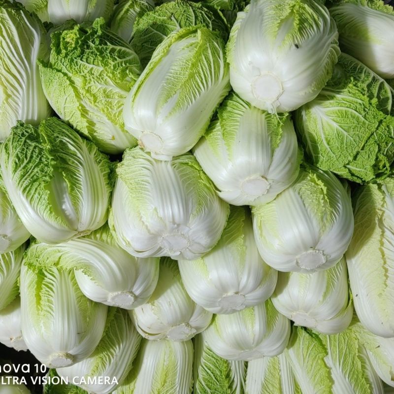 申荣菜王大白菜种子高产抗病品质好耐贮存秋白菜种籽