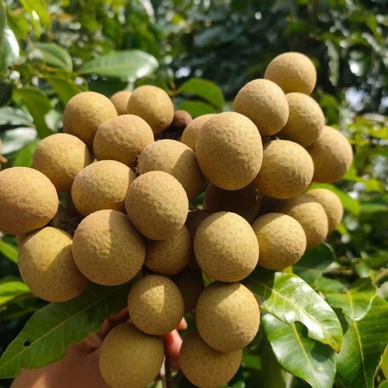 广东茂名高州龙眼种植园直发支持电商社区团购商超代发