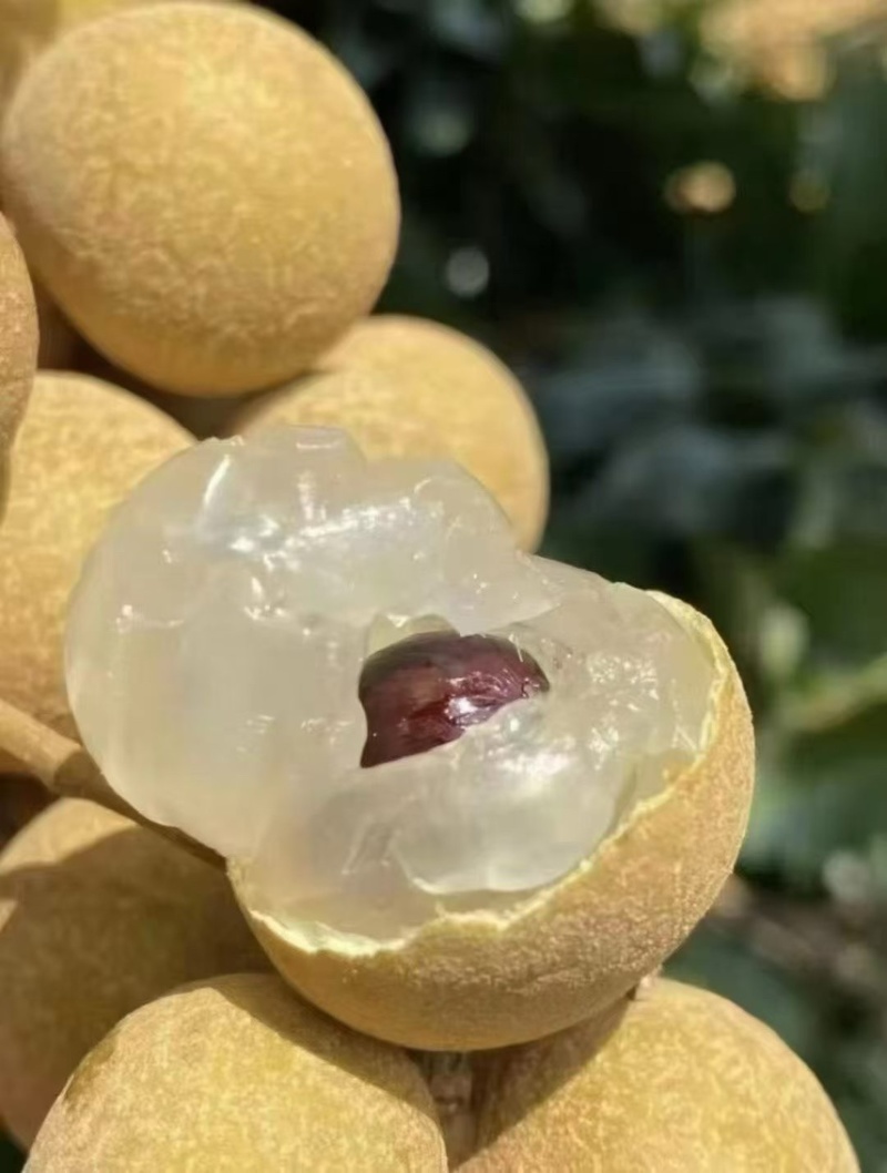 广东茂名高州龙眼种植园直发支持电商社区团购商超代发