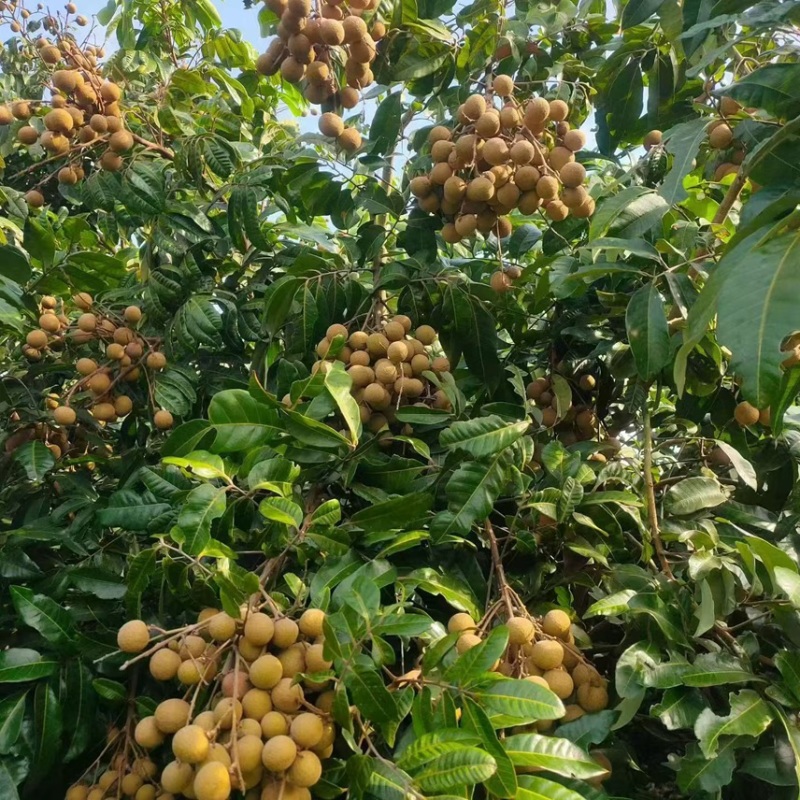 广东茂名高州龙眼种植园直发支持电商社区团购商超代发