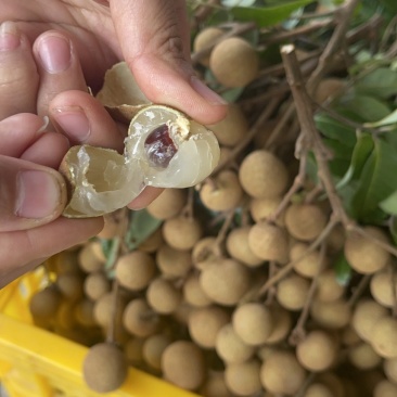 广东茂名高州龙眼种植园直发支持电商社区团购商超代发