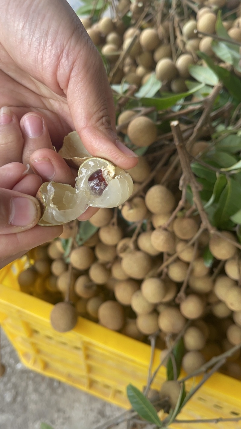 广东茂名高州龙眼种植园直发支持电商社区团购商超代发
