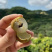 广东茂名高州龙眼种植园直发支持电商社区团购商超代发