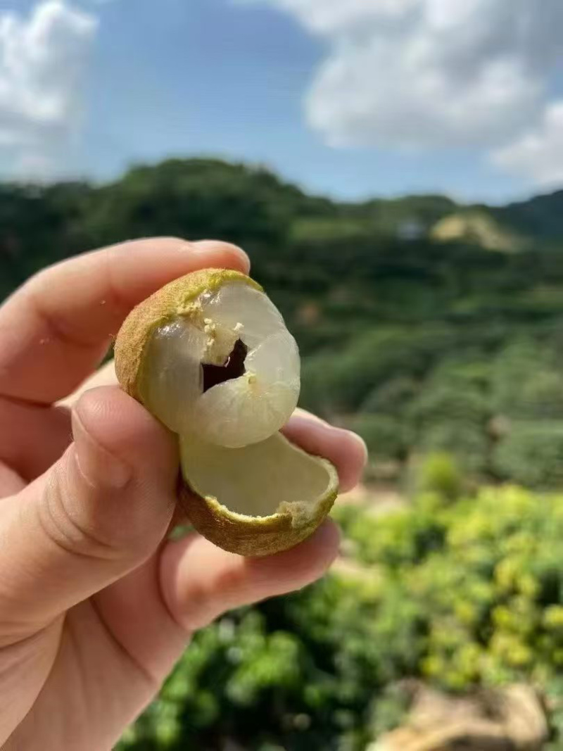广东茂名高州龙眼种植园直发支持电商社区团购商超代发
