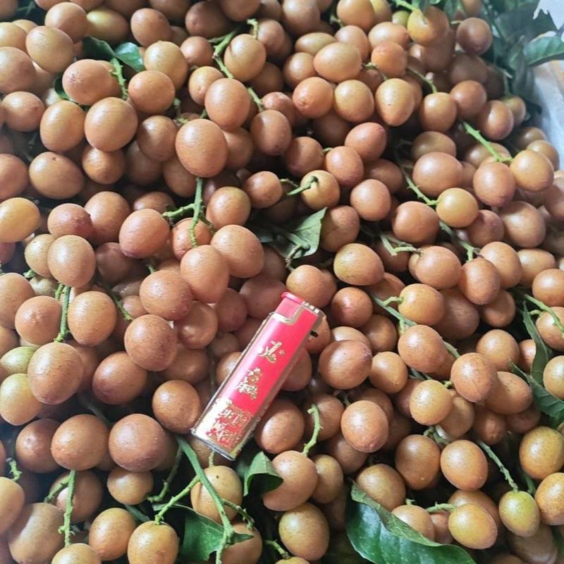 黄皮果，黑金刚