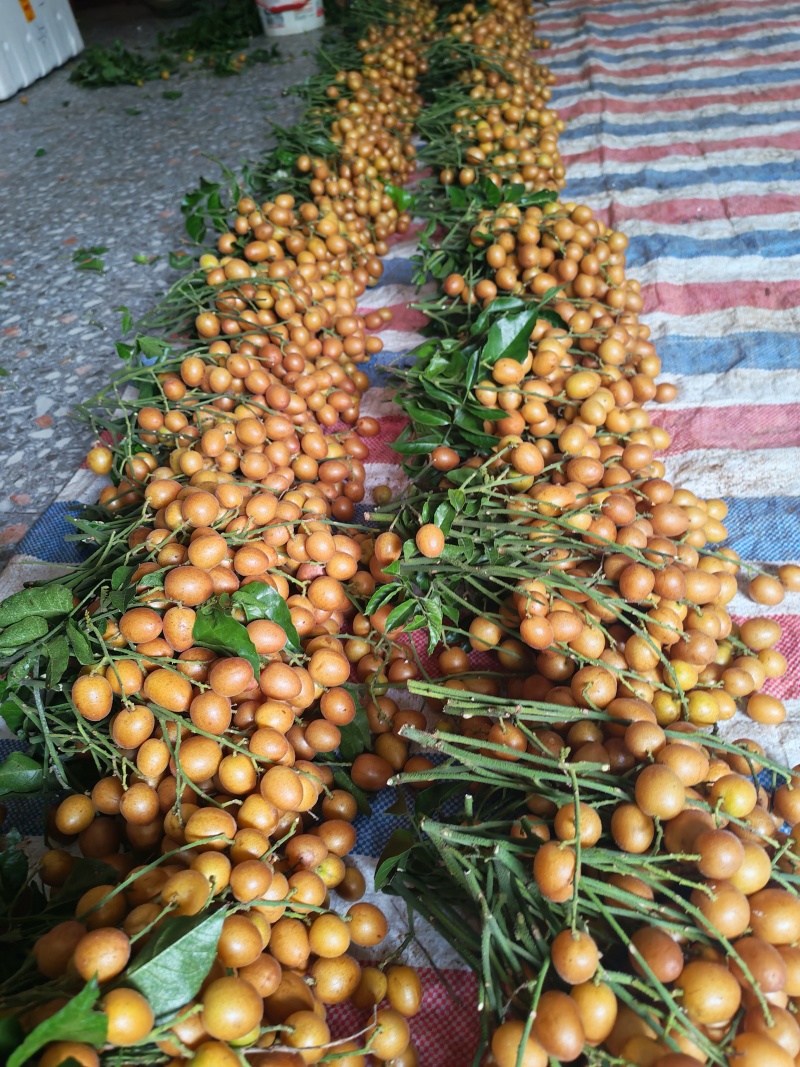 黄皮果，黑金刚