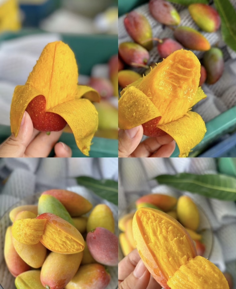 广西百色贵妃芒