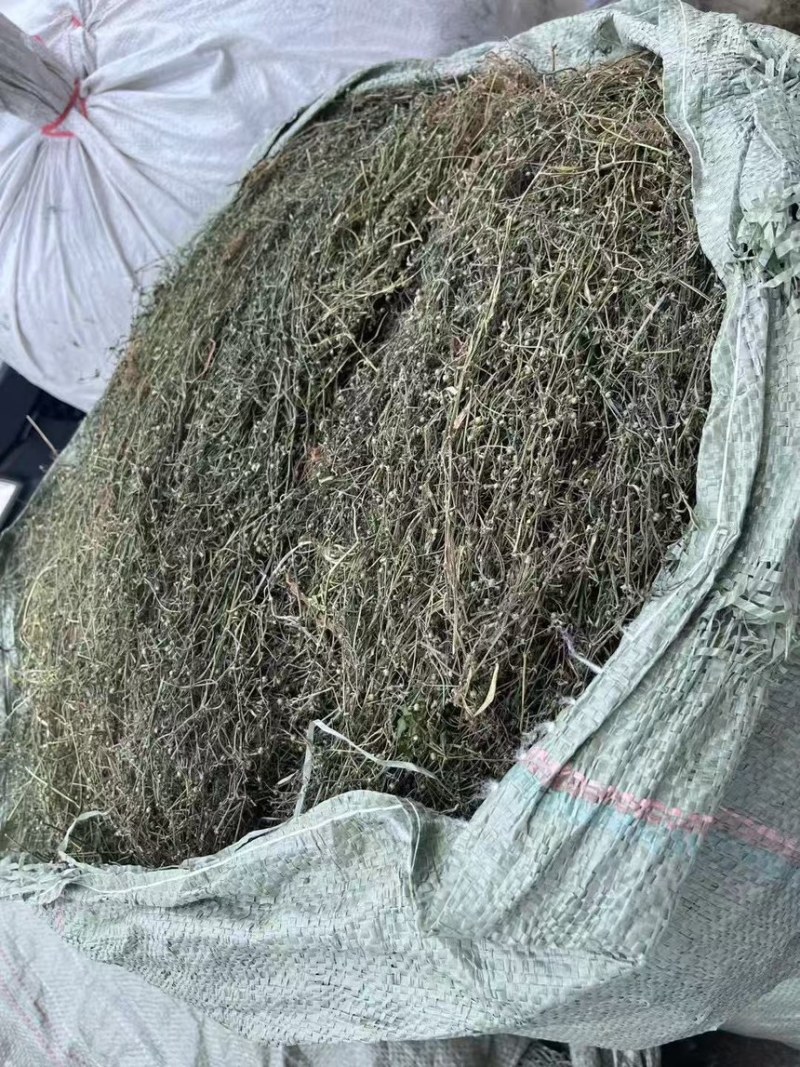 白花蛇舌草野生水洗干净没杂草货源充足品质保证