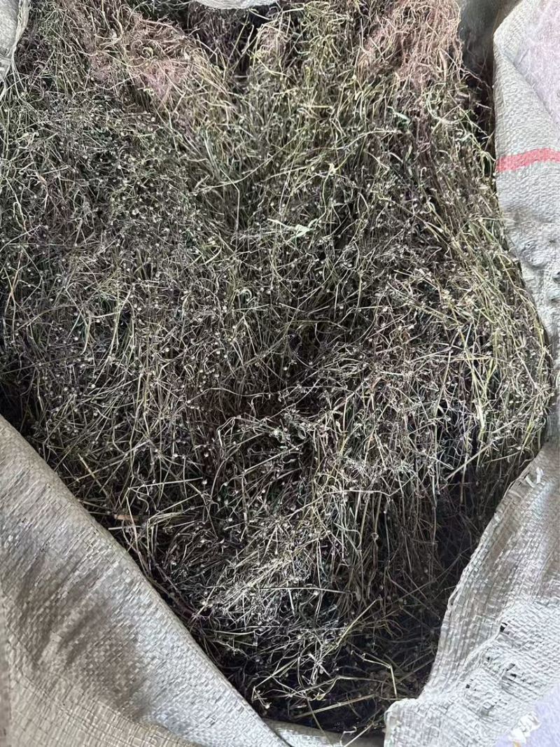 白花蛇舌草野生水洗干净没杂草货源充足品质保证
