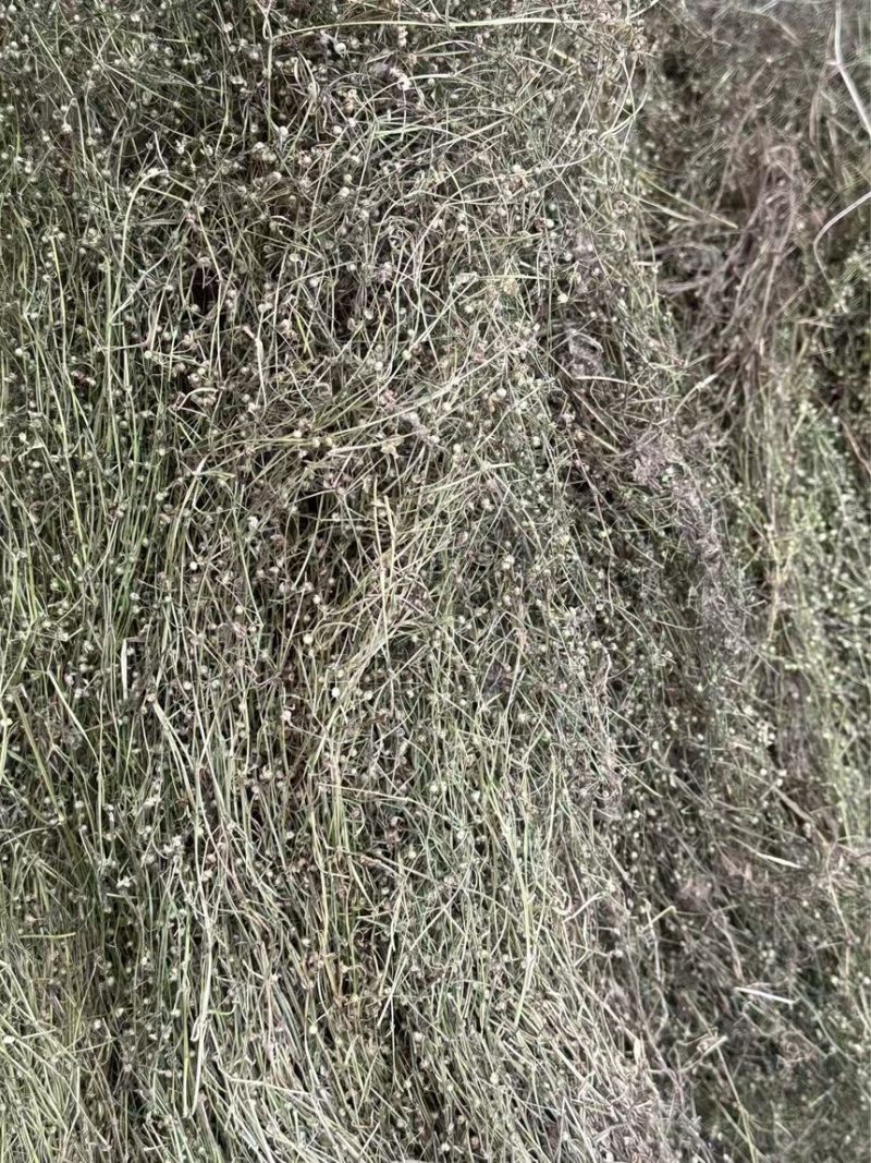 白花蛇舌草野生水洗干净没杂草货源充足品质保证