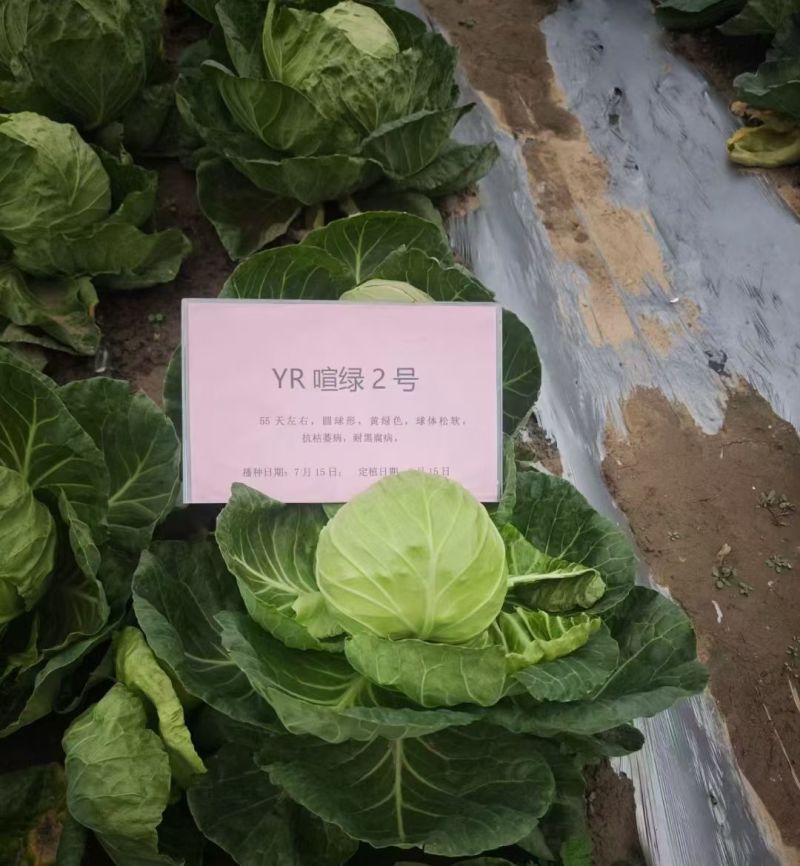 甘蓝种子