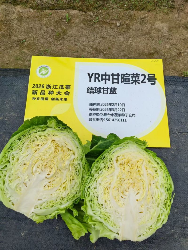 甘蓝种子