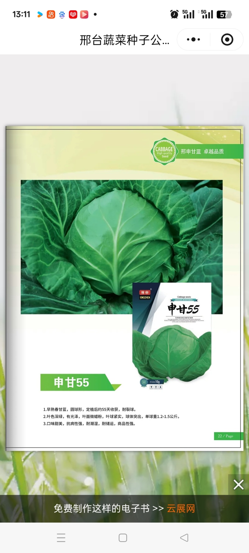 甘蓝种子