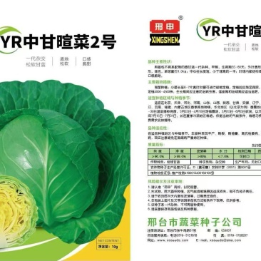 甘蓝种子