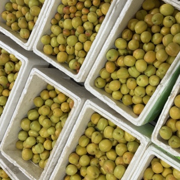 精品荷兰香蜜杏大果无酸纯甜