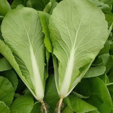 奶白菜