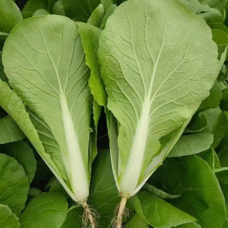 奶白菜