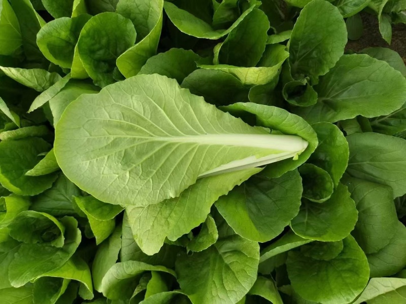 奶白菜