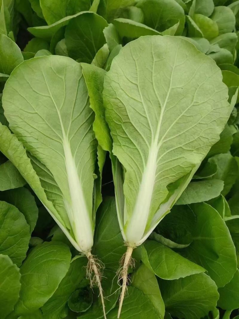 奶白菜