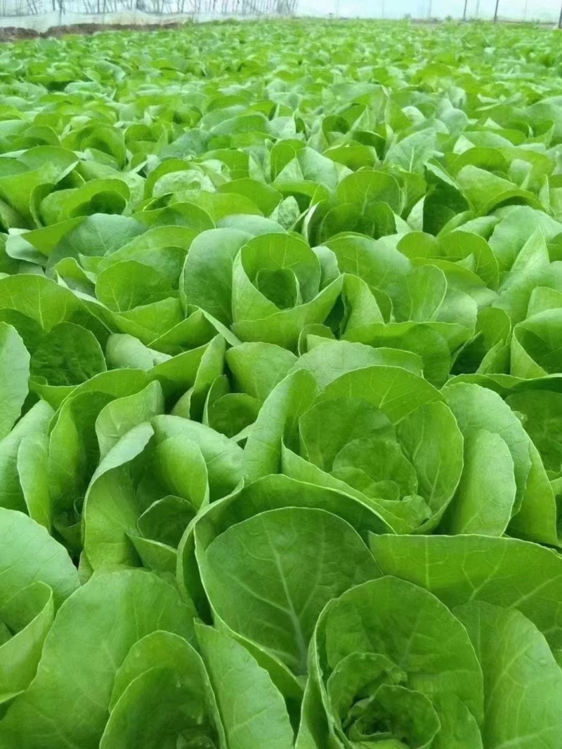 奶白菜